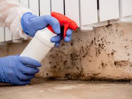 Best Attic Mold Removal in USA